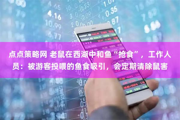 点点策略网 老鼠在西湖中和鱼“抢食”，工作人员：被游客投喂的鱼食吸引，会定期清除鼠害